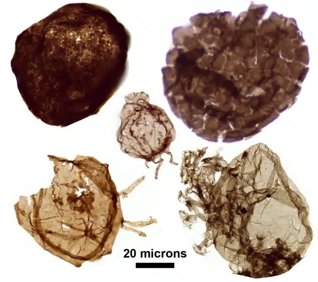 Fossil eukaryotes l 1024×911 1