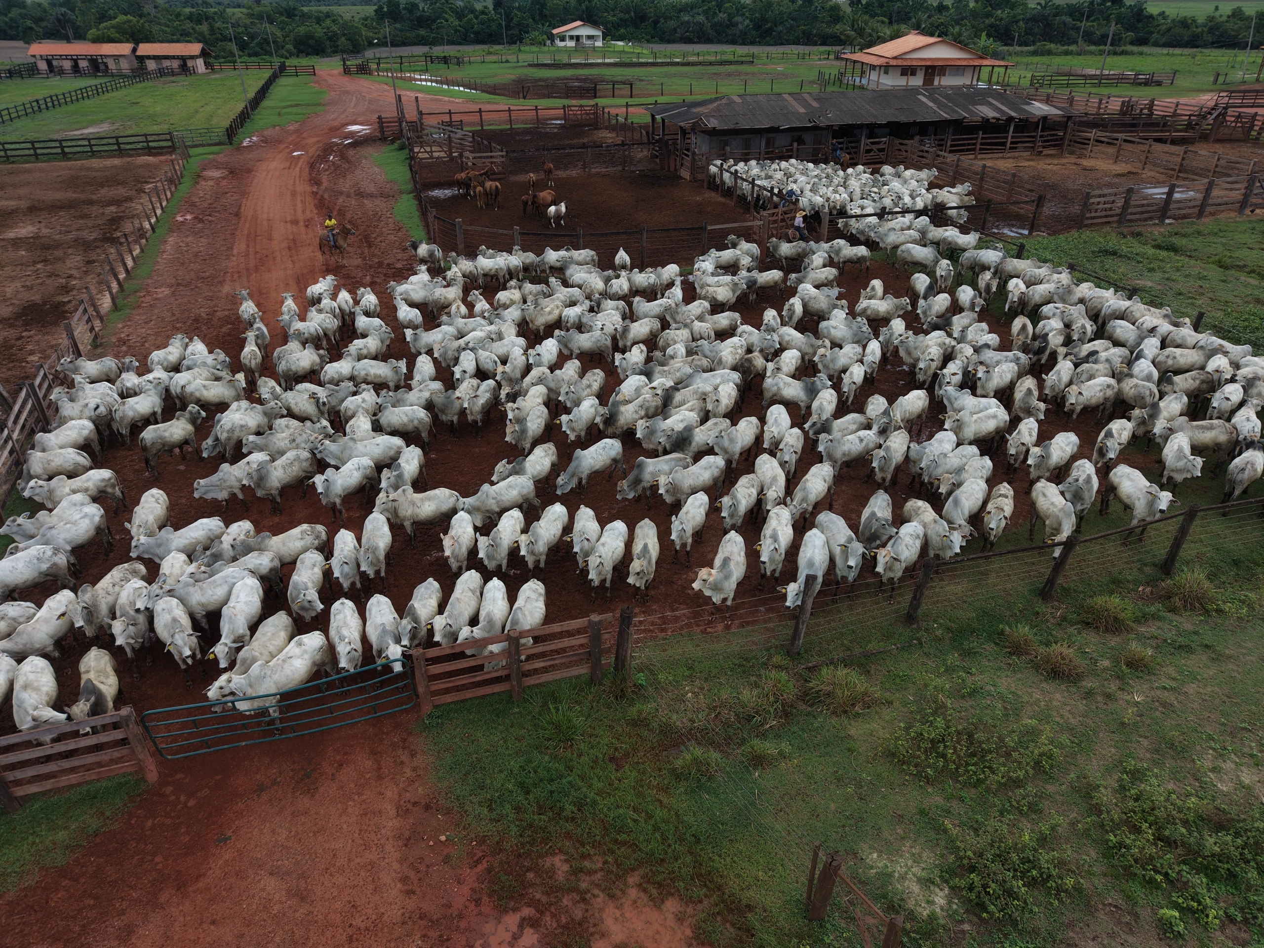 High,Angle,View,Of,A,Large,Herd,Of,White,Cattle