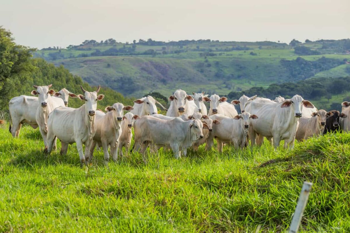 Rebanho bovino
