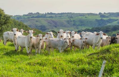Rebanho bovino
