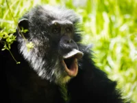 Macaco rindo 2048×1152 1