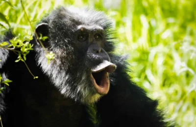 Macaco rindo 2048×1152 1
