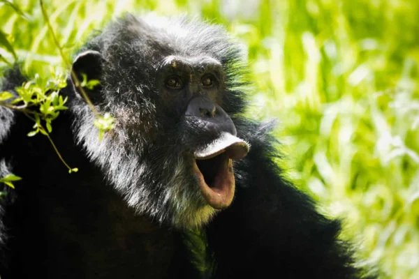 Macaco rindo 2048×1152 1
