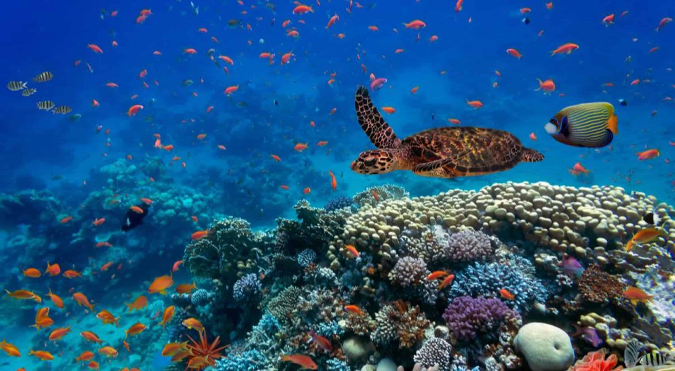 Biodiversidade oceanos 1 scaled 1