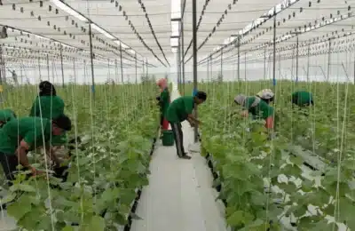 Brio hydroponics 2026 06 22 13 35 22