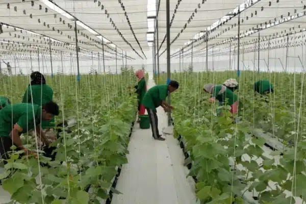 Brio hydroponics 2026 06 22 13 35 22