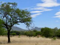 Caatinga vegetacao planta 2048×1536 1