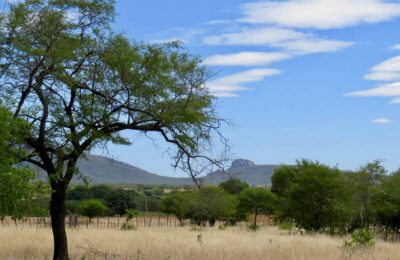 Caatinga vegetacao planta 2048×1536 1
