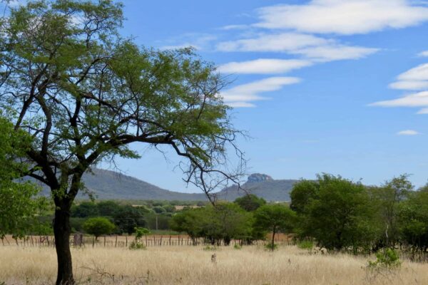 Caatinga vegetacao planta 2048×1536 1