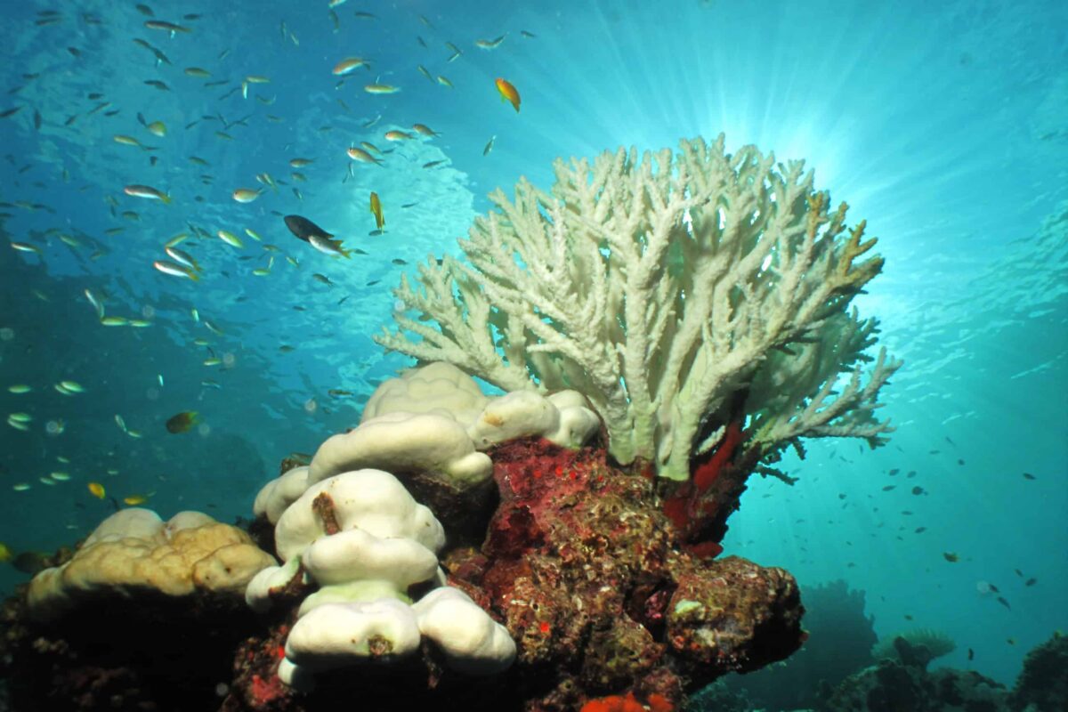 Coral branco scaled 1