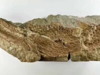 Fossil de escorpiao gigante maior que cachorro