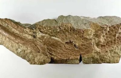 Fossil de escorpiao gigante maior que cachorro
