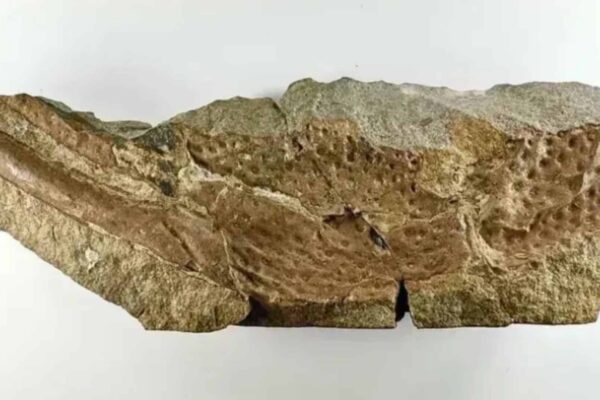 Fossil de escorpiao gigante maior que cachorro