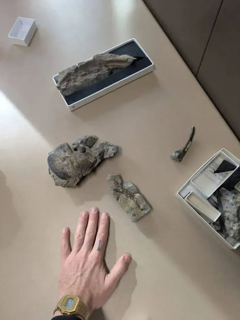 Fossil de escorpiao gigante2 768×1024 1