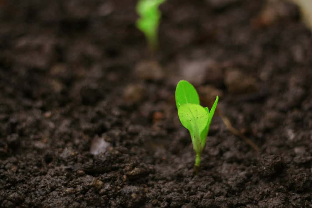 Planta pe nascendo arvore 1024×683 1