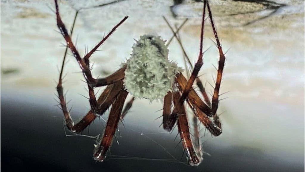 Aranha com fungo zumbi3 1024×577 1