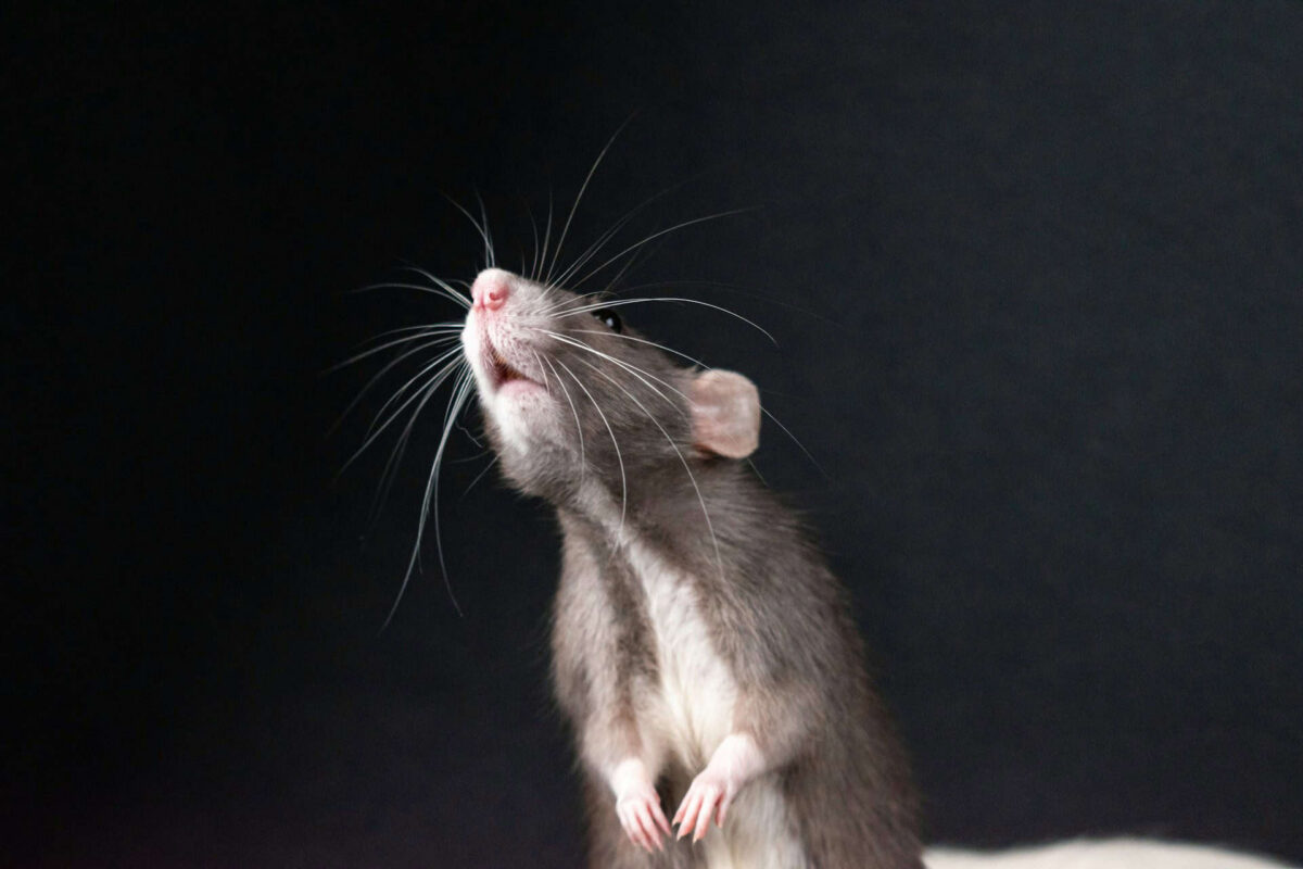 Rato cheirando o ar
