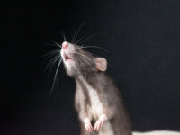 Rato cheirando o ar